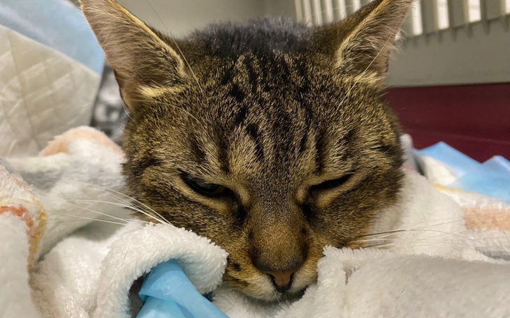 Zbiórka Bolące zęby Bojki - zdjęcie główne