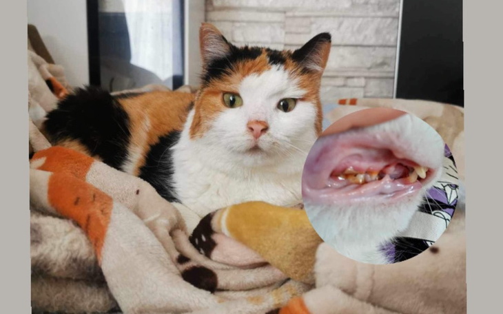 Kot leżący na kocu, z widocznymi problemami z zębami.