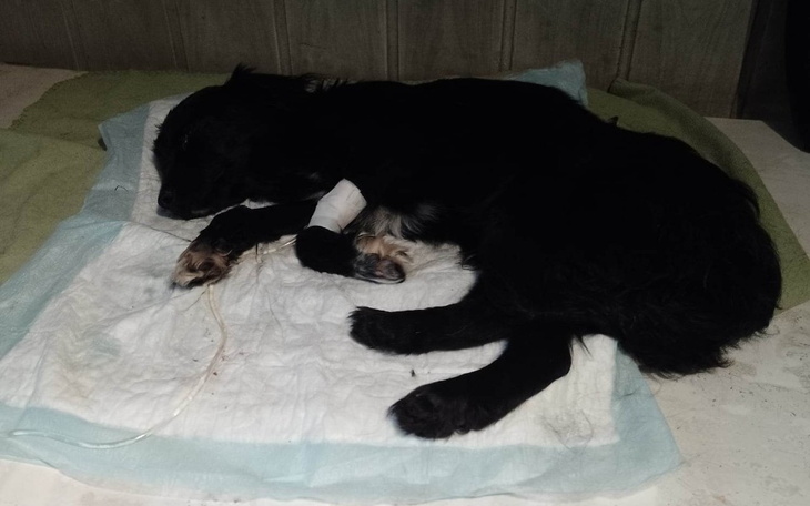 Zbiórka Czy parvo nas zabije - zdjęcie główne