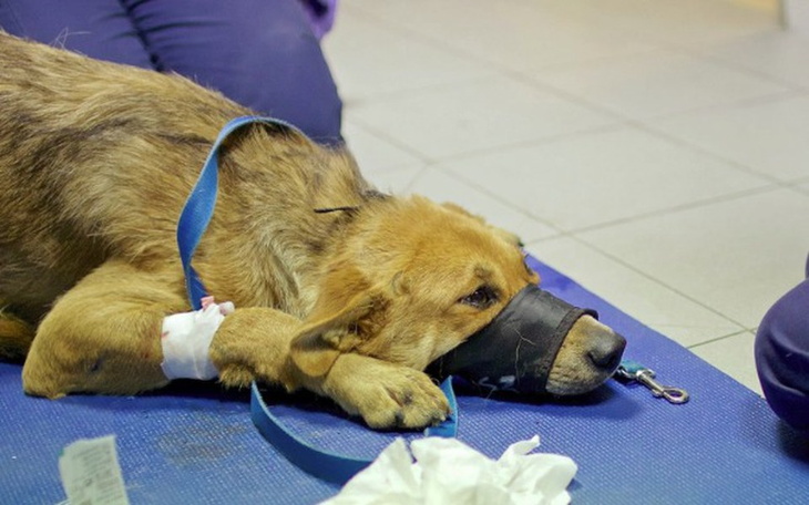 Zbiórka Pyszna, niech iskra nie zgaśnie - zdjęcie główne