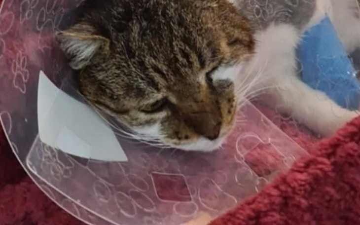 Kot w kołnierzu po operacji, leżący na poduszce.