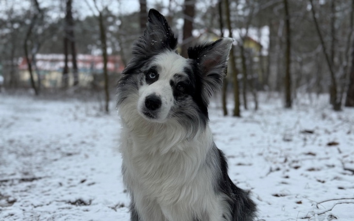 Pies w lesie, patrzący z ciekawością.