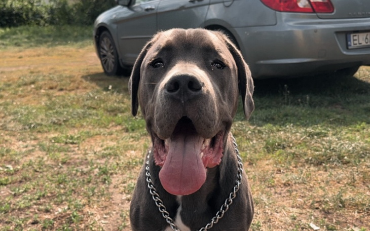 Zbiórka Operacja oczu dla Drago - zdjęcie główne