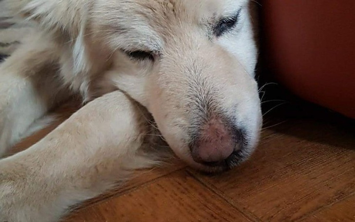 Zbiórka Diagnostyka i leczenie Zoltana - zdjęcie główne