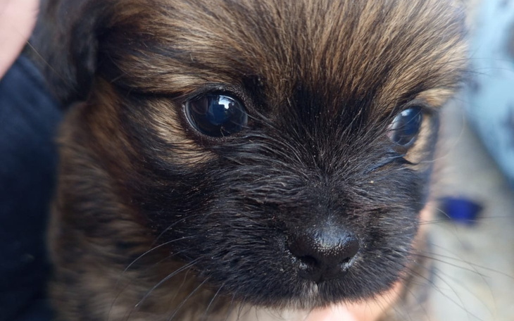 Zbliżenie na małego szczeniaka z dużymi oczami.