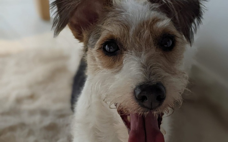 Zbiórka Figa potrzebuje kolejnej operacj - zdjęcie główne