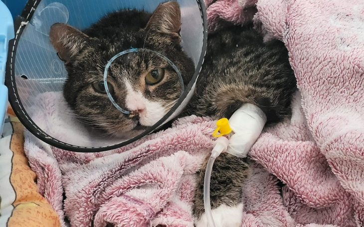 Zbiórka Junior- walka o życie po zabiegu - zdjęcie główne