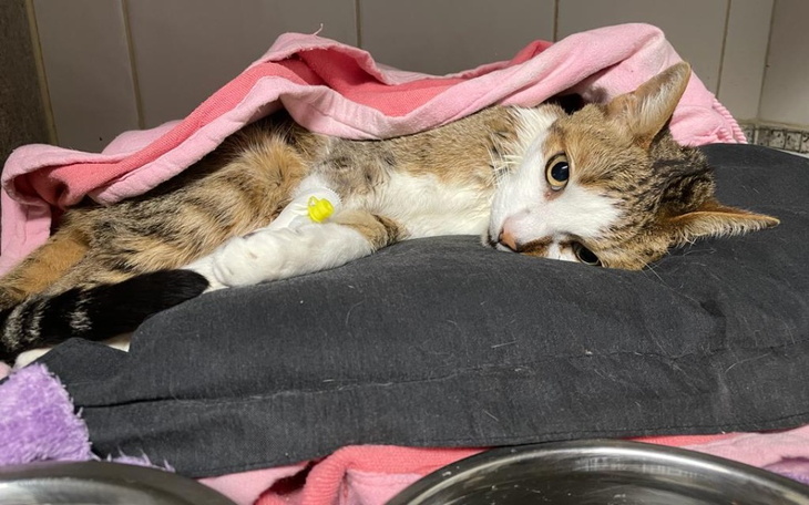 Zbiórka Leczenie kota Ramona - zdjęcie główne