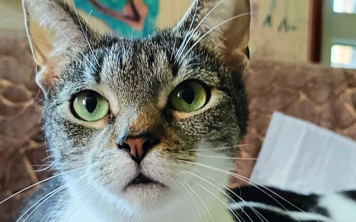 Zbiórka Napełnij brzuszek Rukolci - zdjęcie główne