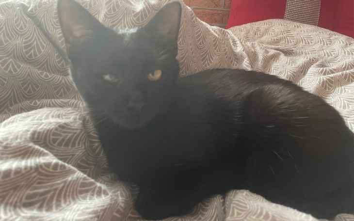 Zbiórka Pomoc zarażonemu FIPem kotu - zdjęcie główne