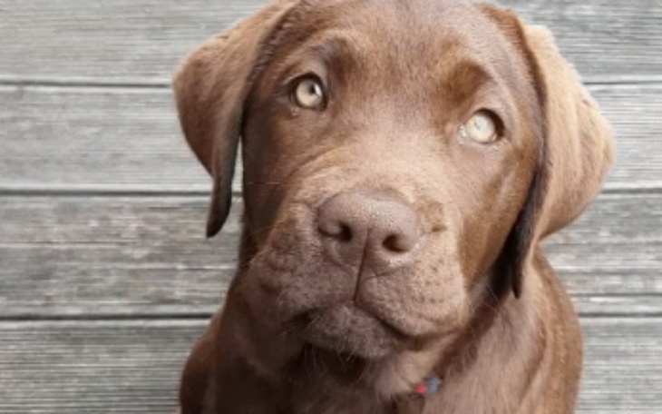 Zbiórka Odaf - zdjęcie główne