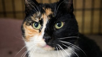 Zbiórka Petiunia i Aksamitka - miniaturka zdjęcia