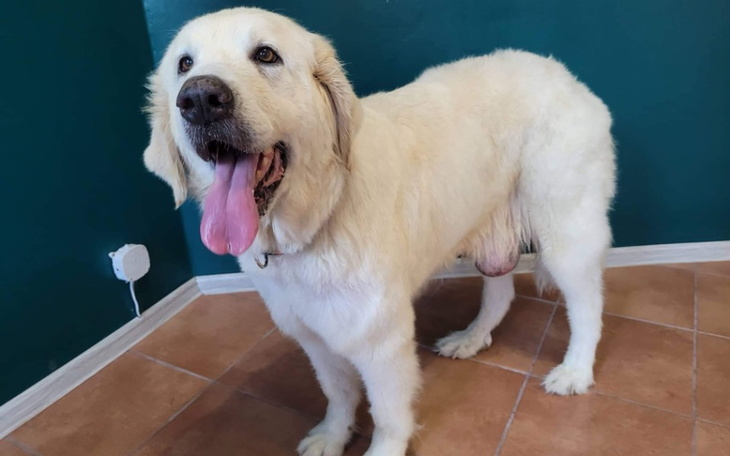 Zbiórka Leczenie chorej Lusi - zdjęcie główne