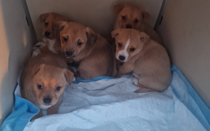 Zbiórka Maleństwa ze śmietnika - zdjęcie główne