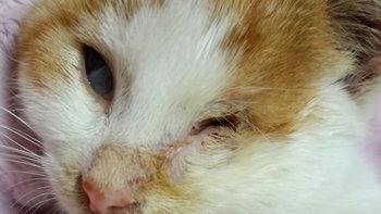 Zbiórka Uratujmy koko - miniaturka zdjęcia