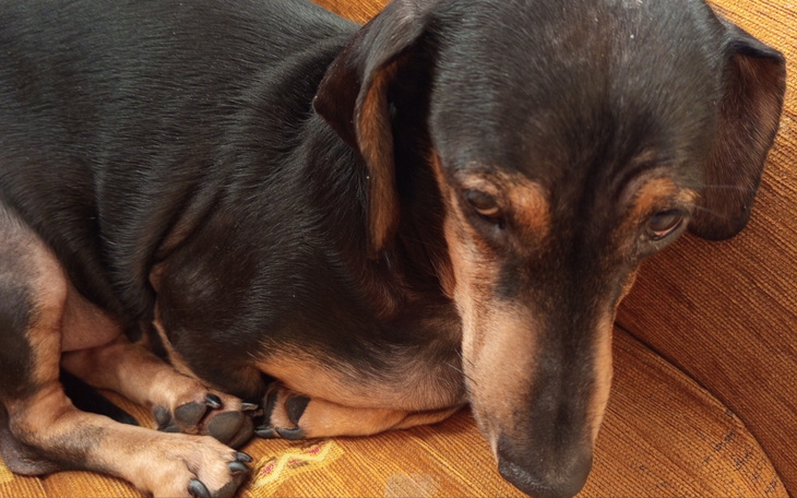 Pies odpoczywający na kanapie, z zamyślonym wyrazem twarzy.