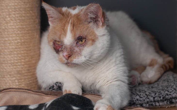 Chory kot leży na poduszce, wygląda na zmęczonego.