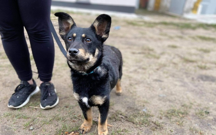 Zbiórka Sterylizacja i leczenie Bajki - zdjęcie główne
