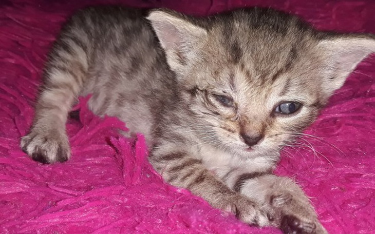 Zbiórka Kociak Fila odebrana-zle warunki - zdjęcie główne