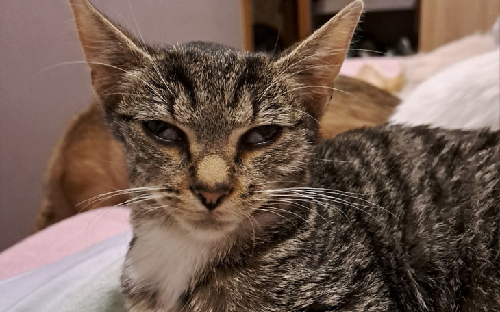 Zbiórka Życie dla Stokrotki - zdjęcie główne