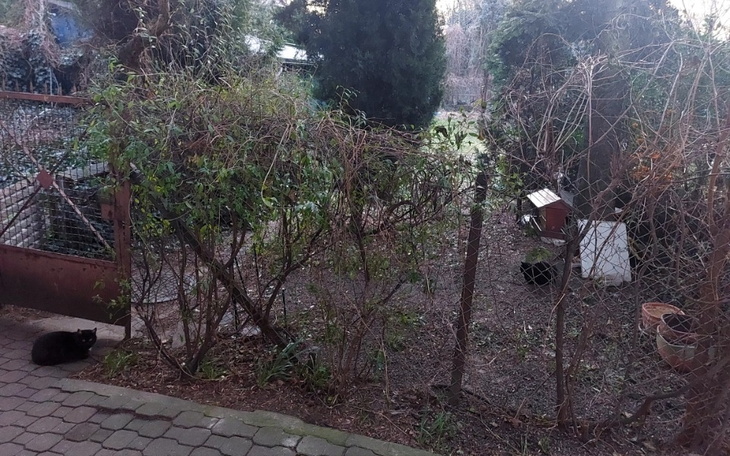 Zbiórka Sterylizacja Kici i Lusi - zdjęcie główne