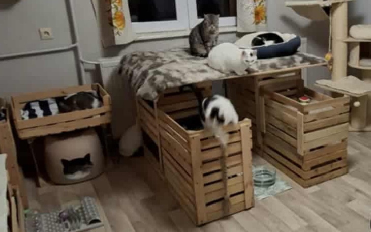 Koty bawiące się w pokoju z drewnianymi skrzynkami.