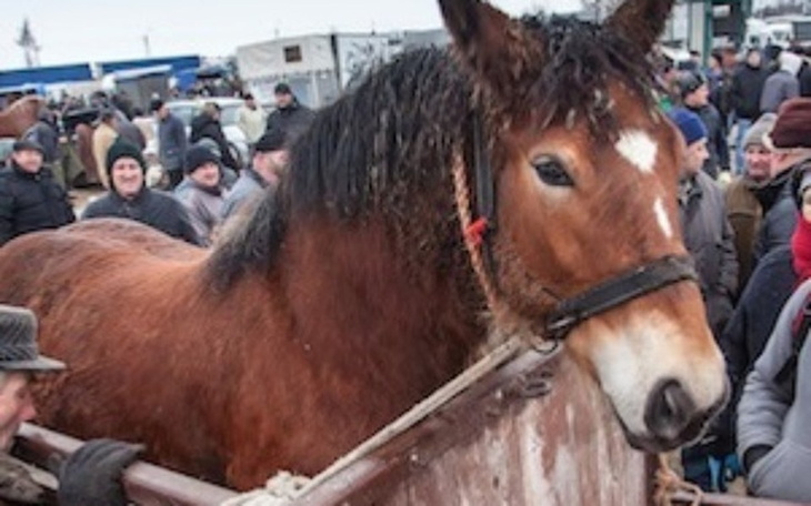 Zbiórka Nowe życie dla konia - zdjęcie główne