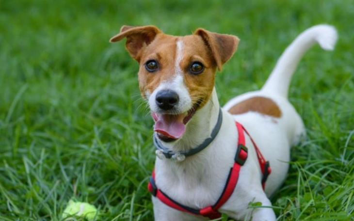 Zbiórka Na mojego wymażonego pieska - zdjęcie główne