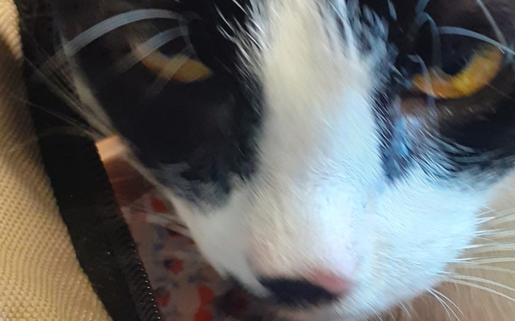 Zbiórka na hospitalizacje Plumka - zdjęcie główne