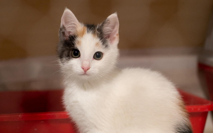 Zbiórka Malutka Auril walczy o życie - zdjęcie główne