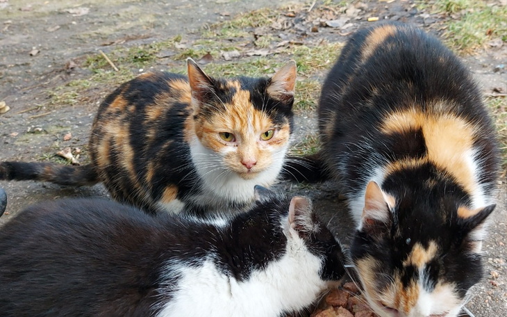 Zbiórka Dla podwórkowych kotków. - zdjęcie główne