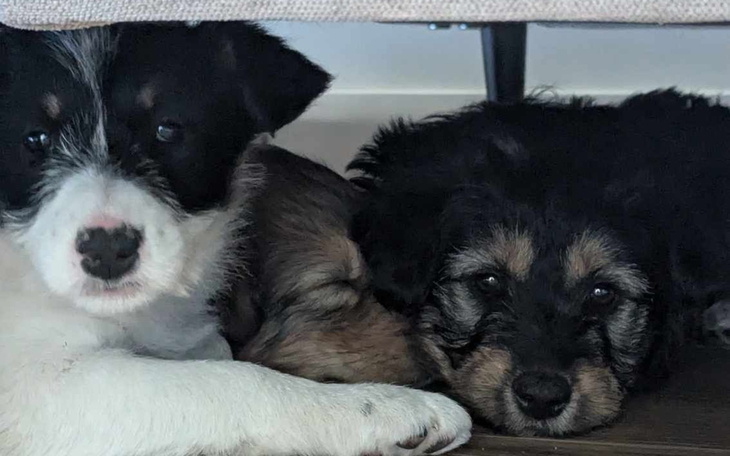 Trzy szczeniaki odpoczywają razem pod kanapą.