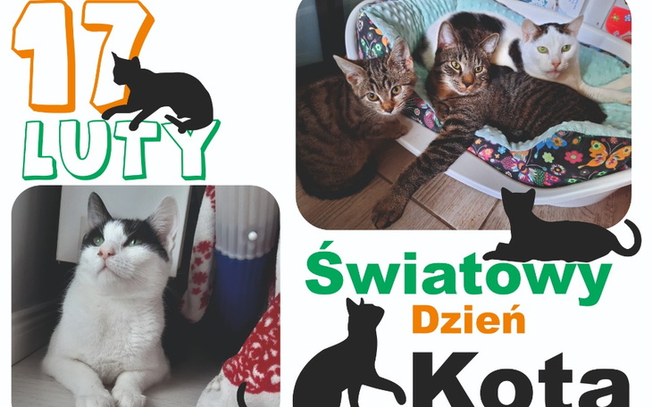 Zbiórka Na pełne brzuszki kotów - zdjęcie główne