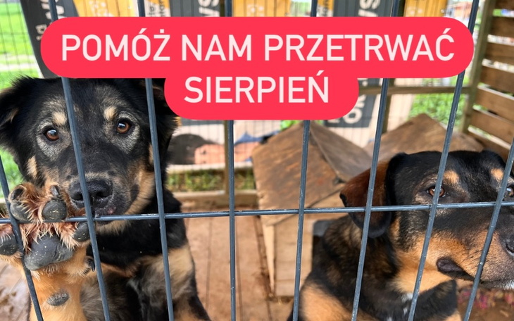 Zbiórka Pomóż psom przetrwać sierpień - zdjęcie główne