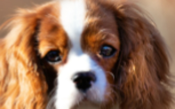 Zbiórka na cavalier king charles spaniel - zdjęcie główne