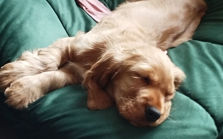 Zbiórka pomoc dla mojego wafelka.. - zdjęcie główne