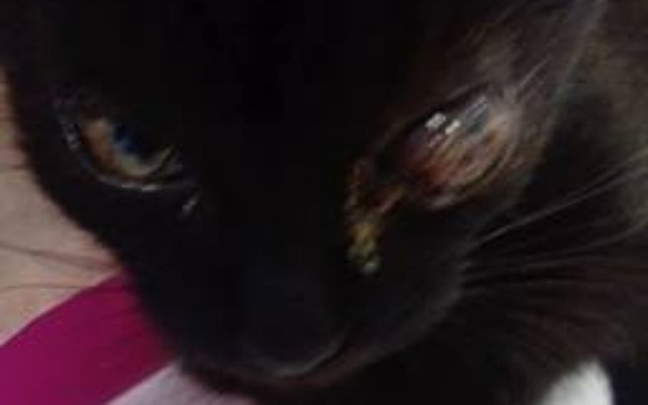 Czarny kot z wyraźnymi oczami, leżący na ręce.