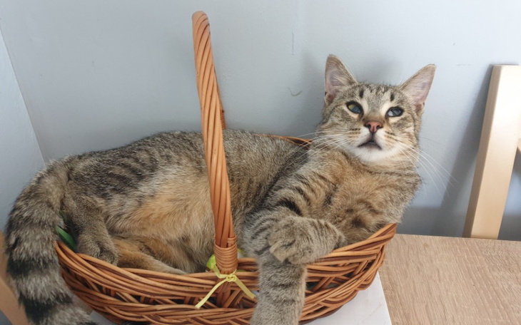 Zbiórka Mój Dom tymczasowy - zdjęcie główne