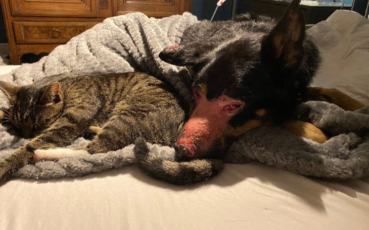 Zbiórka Ukojenie dla Brutusa - zdjęcie główne