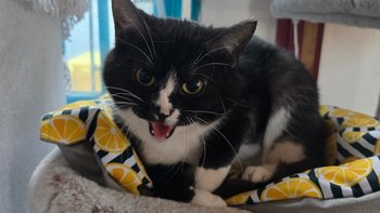 Zbiórka Wykastruj EX vol. 2 - miniaturka zdjęcia