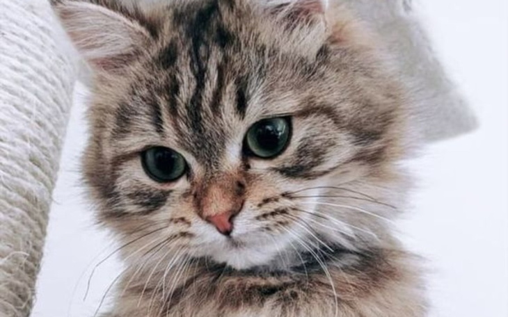 Zbiórka Kotki ze schroniska w Gdańsku - zdjęcie główne