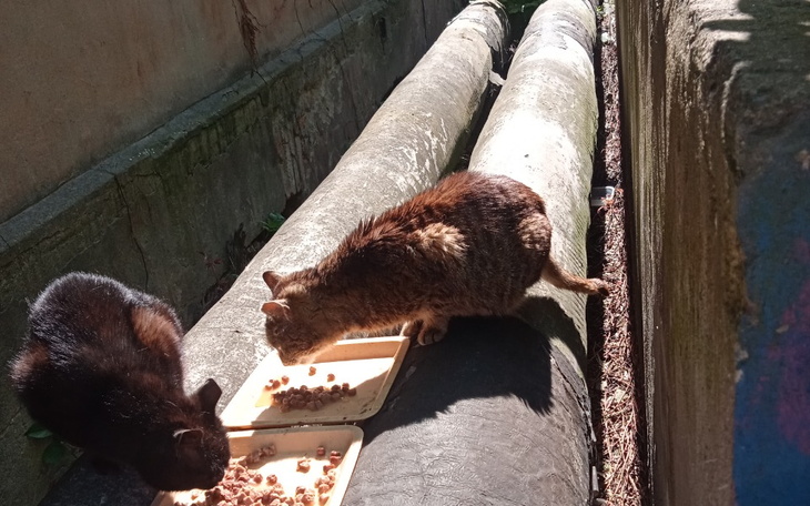 Zbiórka Ratowanie kotki bezdomnej - zdjęcie główne