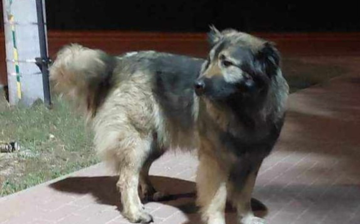 Zbiórka Nowe życie Belli - zdjęcie główne