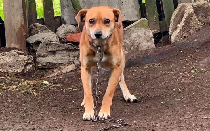 Zbiórka Dla Rydza i Piko - zdjęcie główne