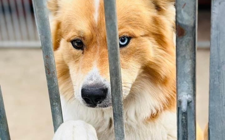 Pies patrzący przez kraty, z wyrazem tęsknoty.