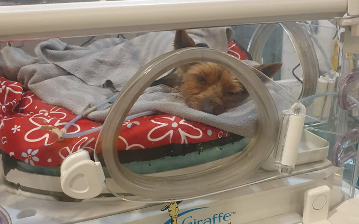 Zbiórka Pomoc dla Yorka Mentosa - zdjęcie główne