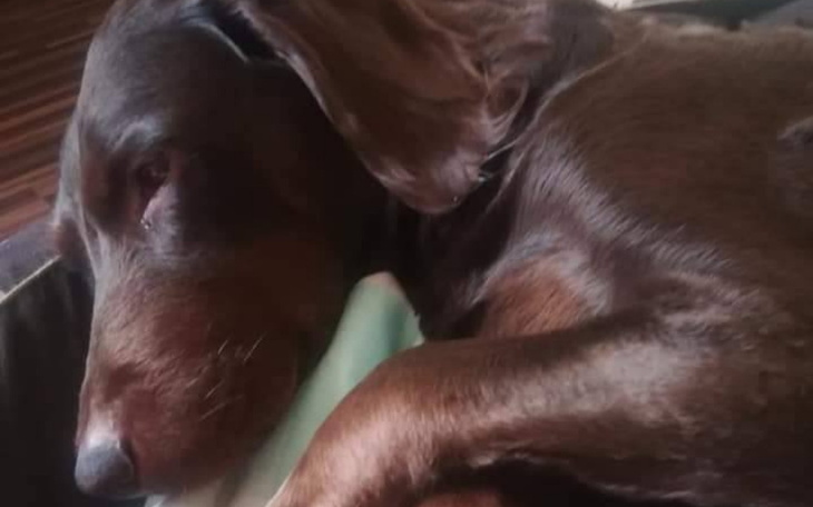 Zbiórka Na operację i leczenie Kiarusi - zdjęcie główne