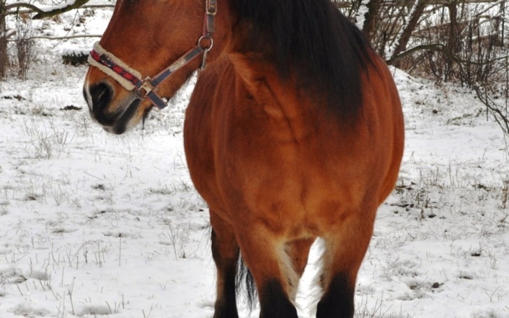 Zbiórka Wesprzyjcie uratowane zwierzęta - zdjęcie główne