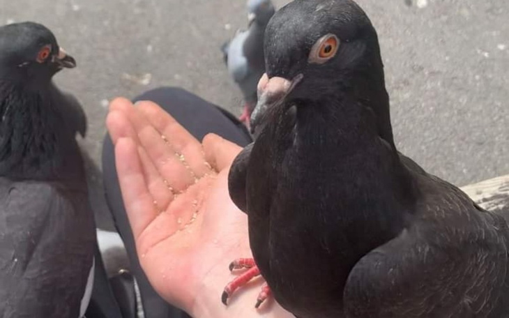 Zbiórka Zbiórka na jeżyckie ptaki - zdjęcie główne