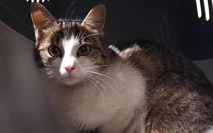 Zbiórka Kotka Lucynka prosi o pomoc - zdjęcie główne